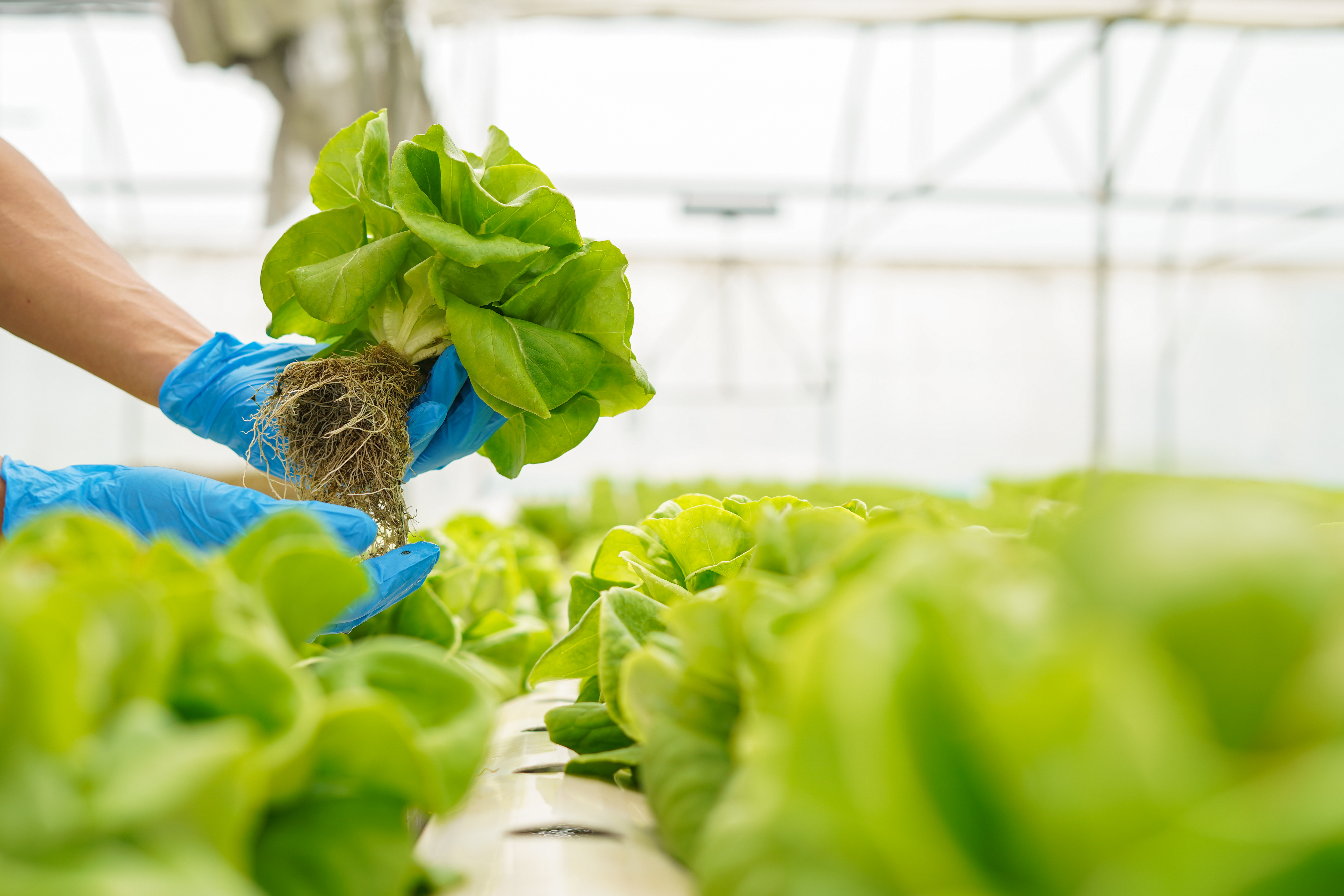 sanitize-hydroponic-system-methods-best-practices-header.jpeg