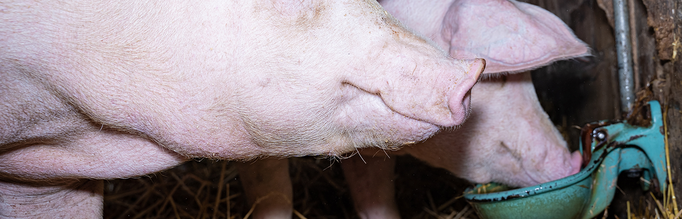 Dosatron non-electric dosing pumps for pig farming