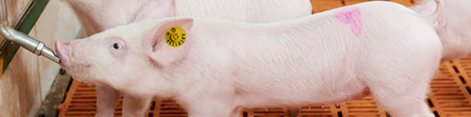 Explore connected pig medication with PIGLink and SmartDosing+