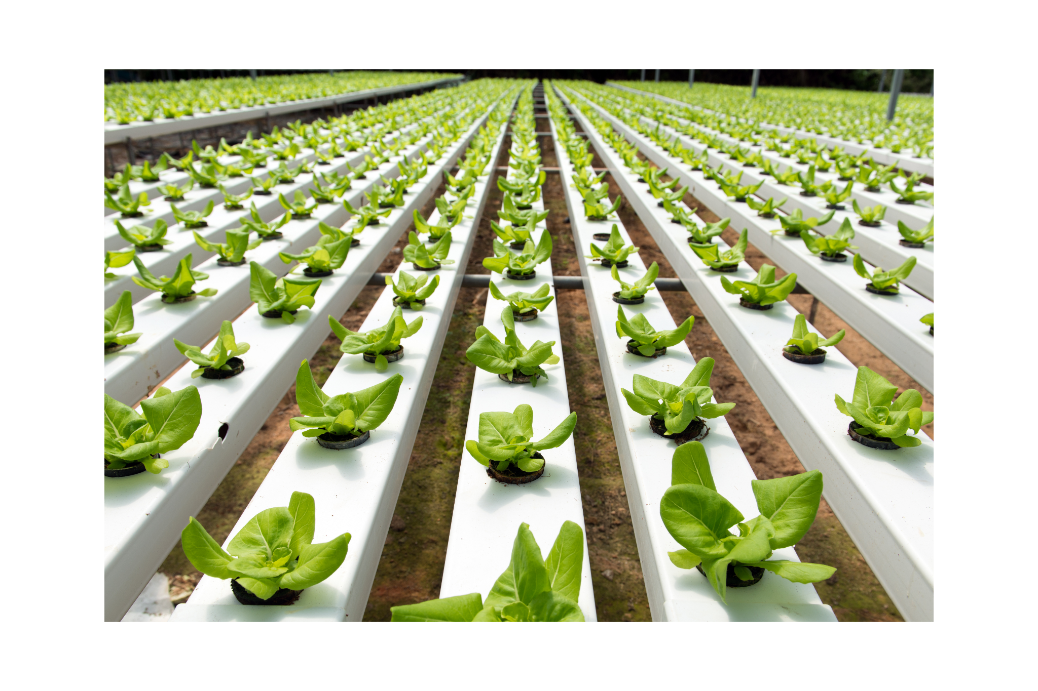 mixing hydroponic nutrients