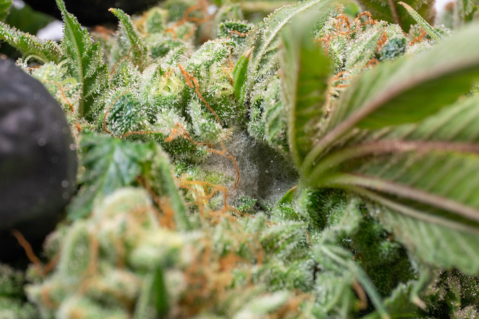 cannabis botrytis dosatron