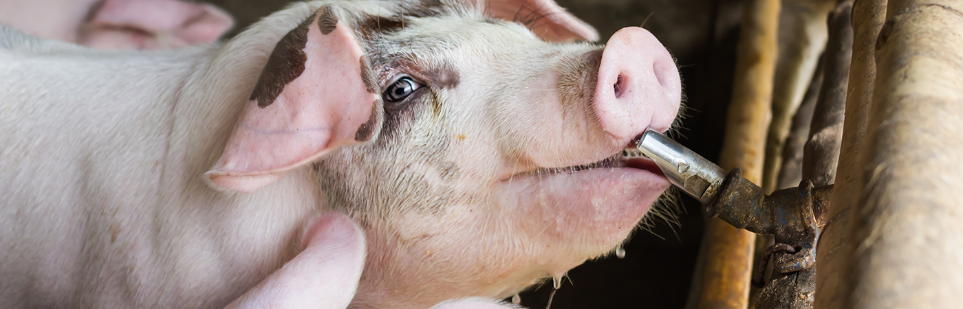 Dosatron non-electric dosing pumps for pig breeding - banner