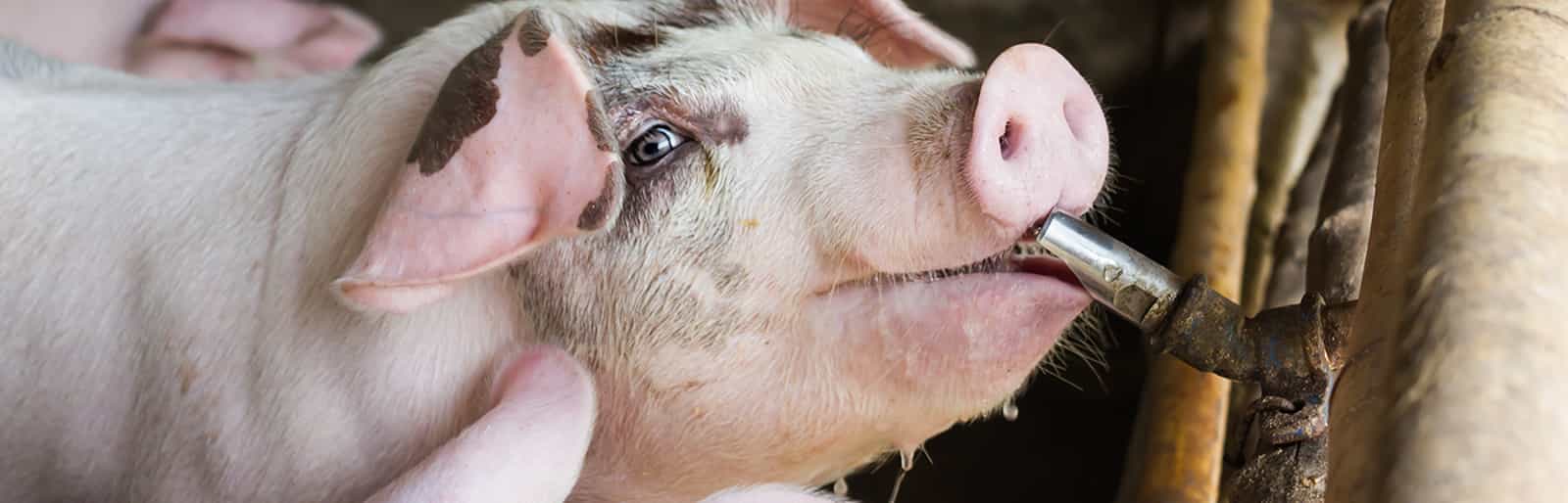 Dosatron non-electric dosing pumps for pig breeding - banner