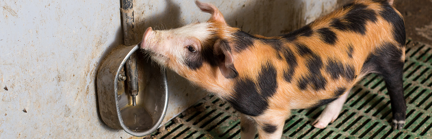 Dosatron pig breeding - generic banner 3