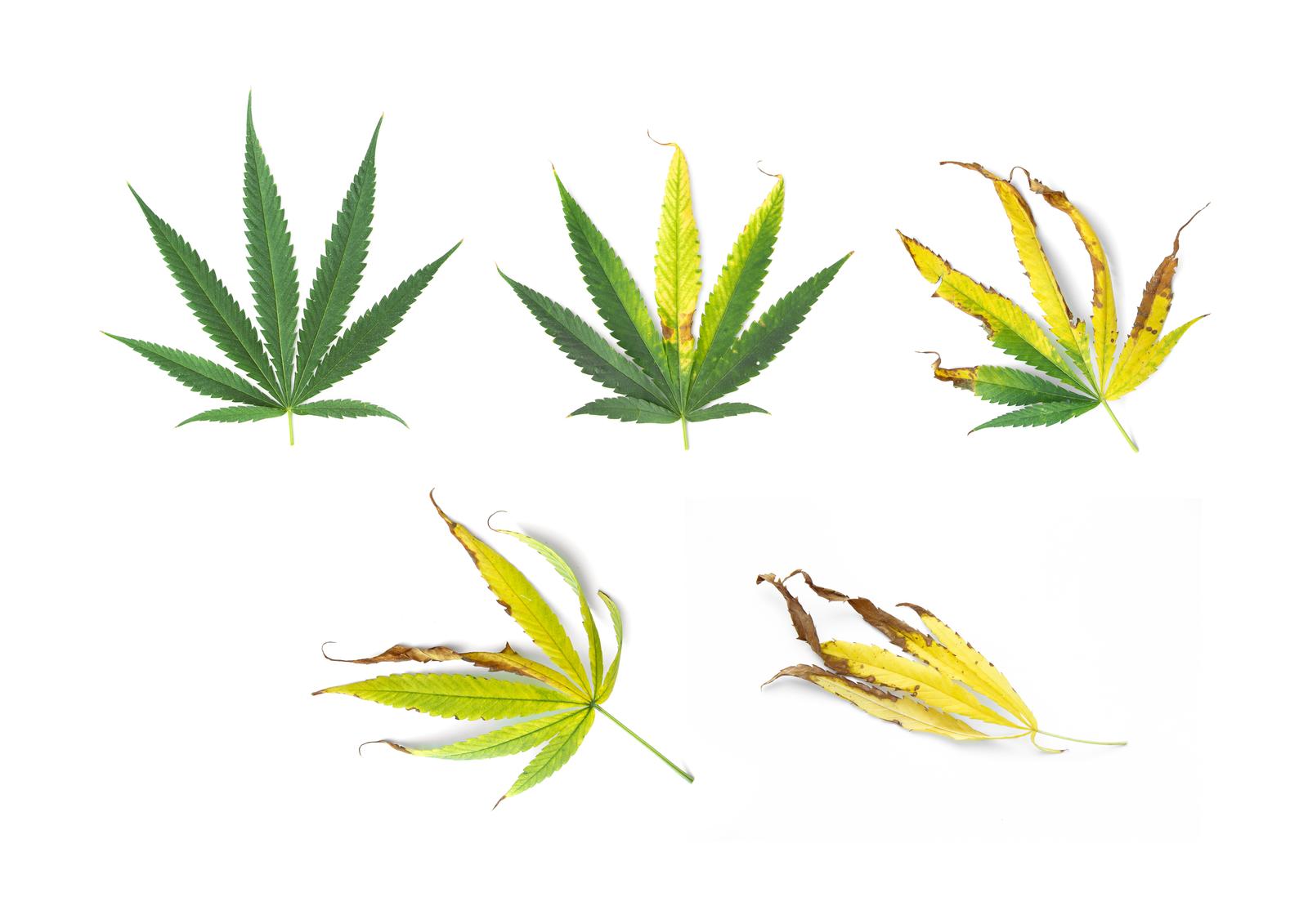 Cannabis deficicency image
