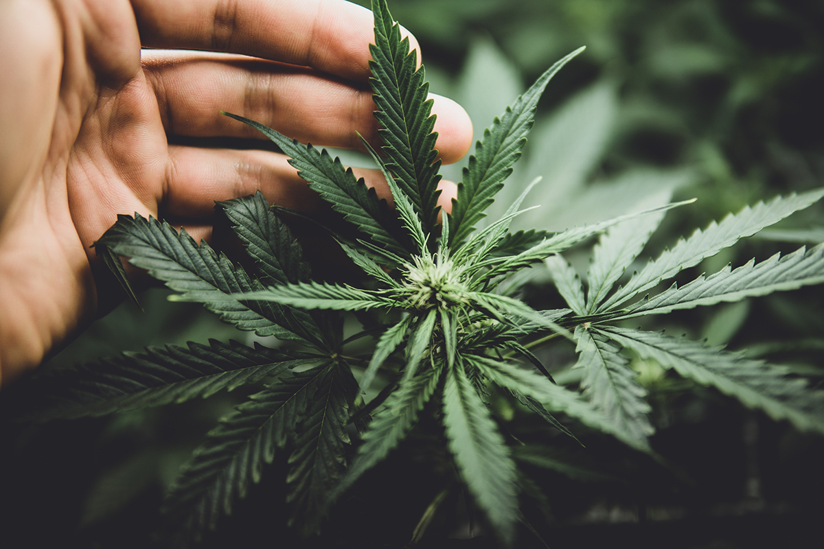 cannabis growing tips