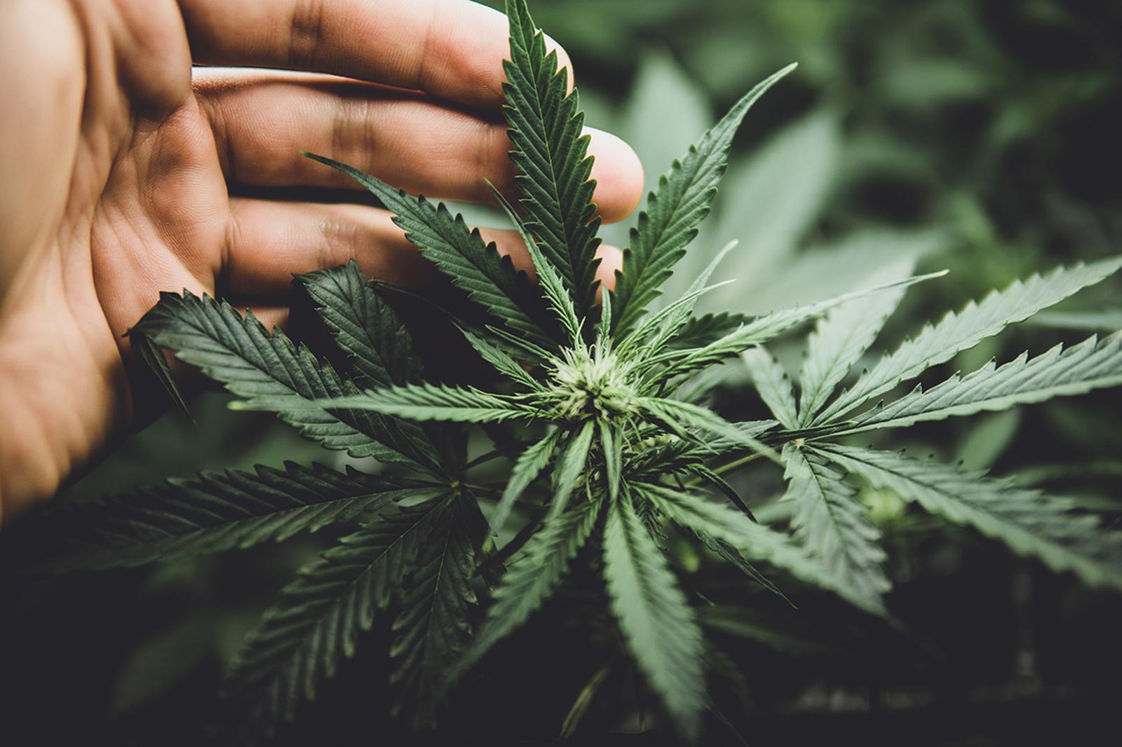 cannabis growing tips