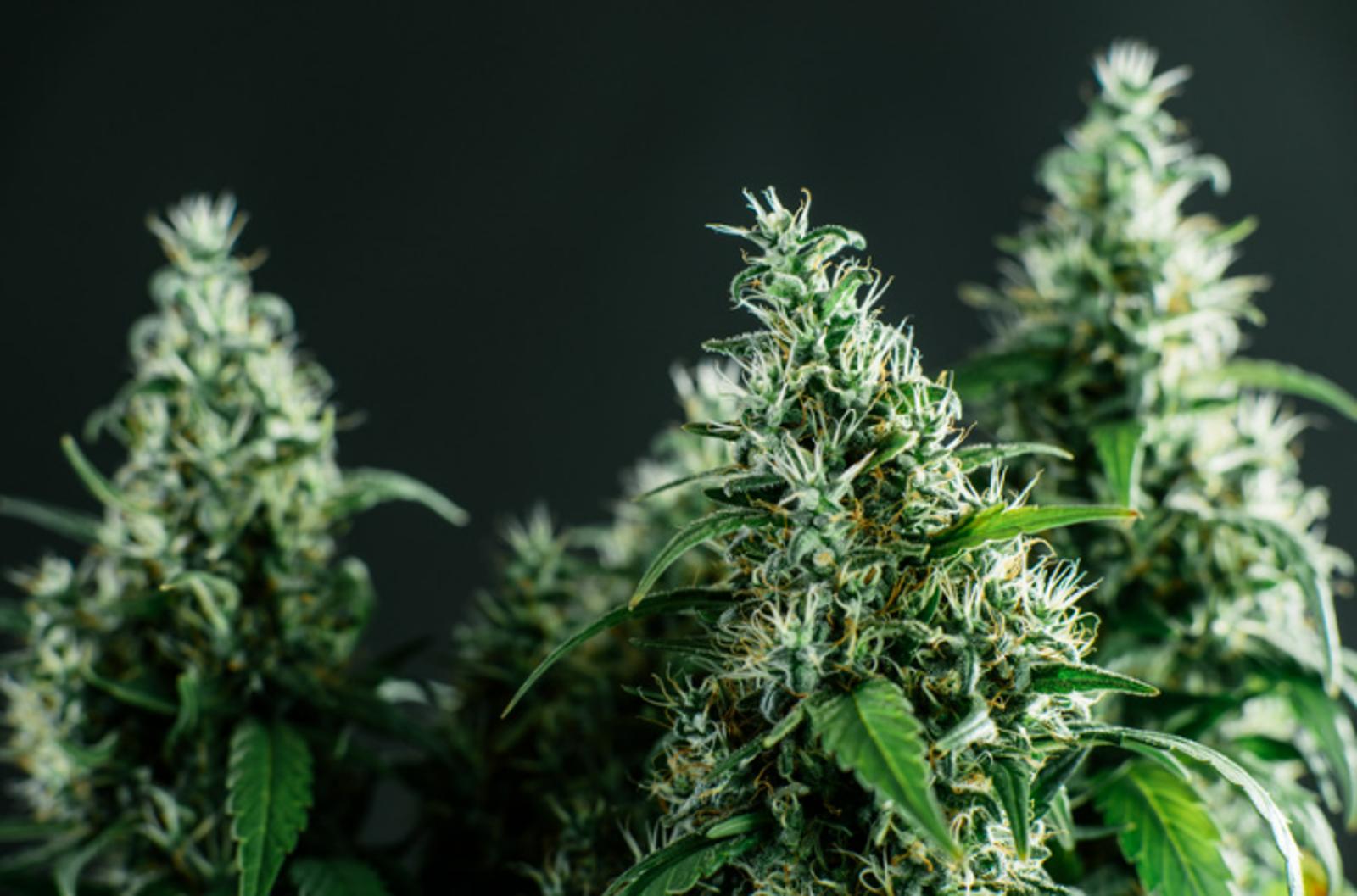 cannabis-fertilizer-2.png