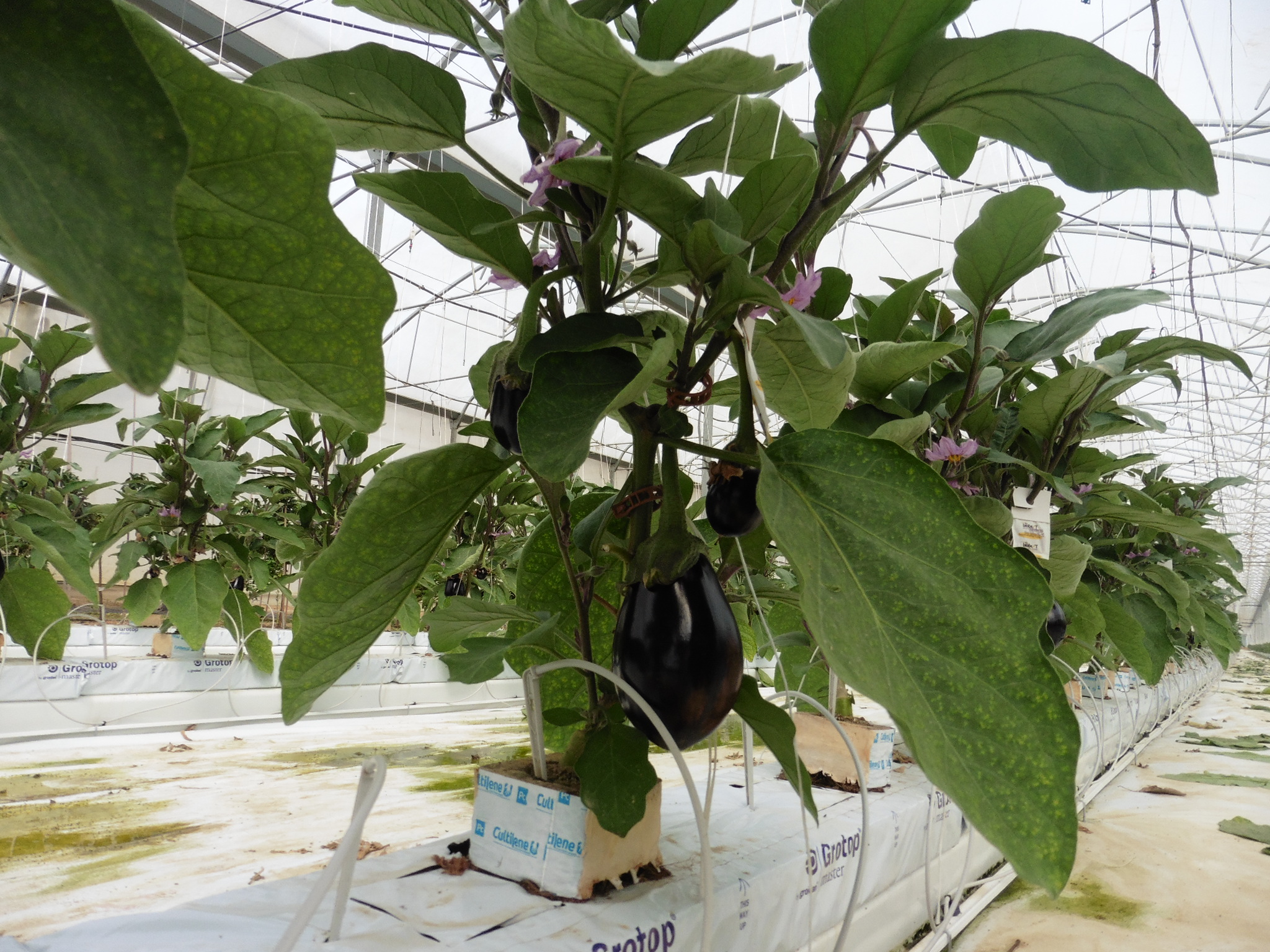 aubergine 2 JPG dosatron