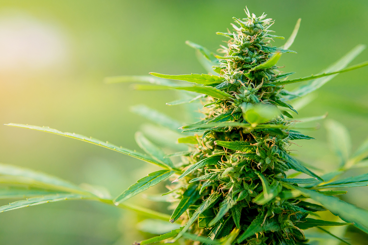 cannabis companion dosatron