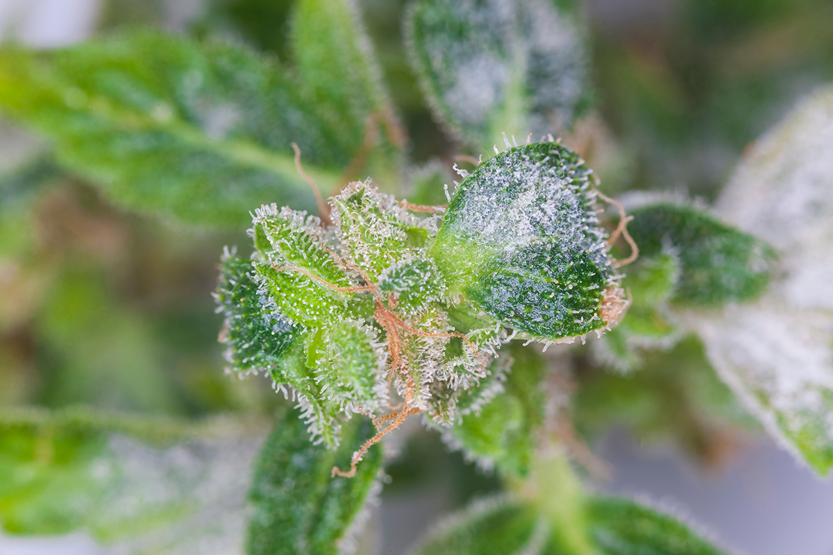moldy weed dosatron