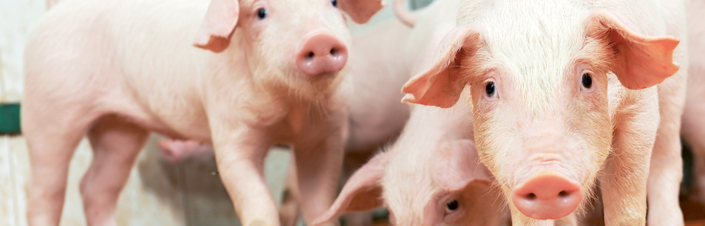 Dosatron non-electric dosing pumps for sanitation in pig farming