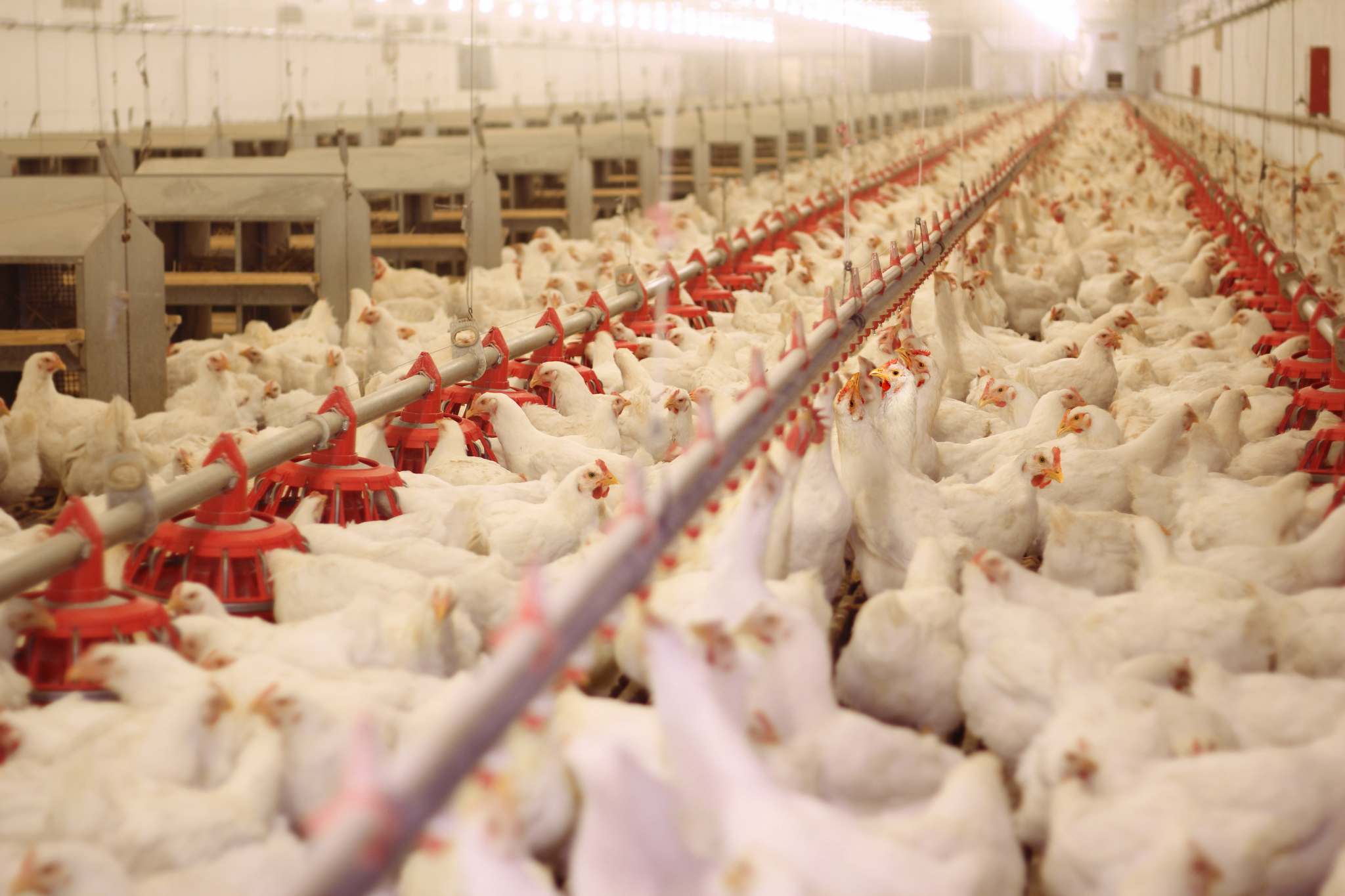 Dosatron Metering Pumps: A Potential Tool in Biosecurity
