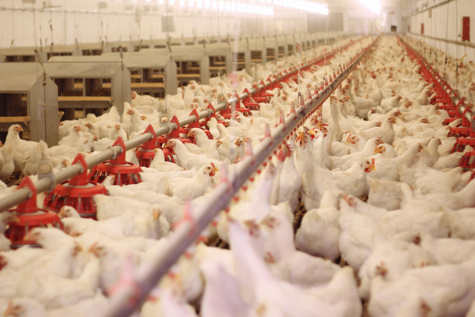 Dosatron Metering Pumps: A Potential Tool in Biosecurity
