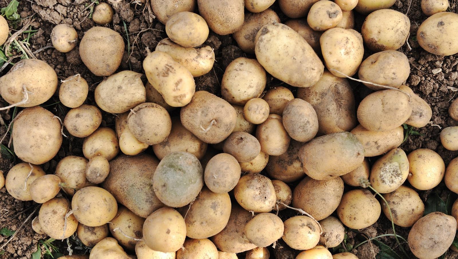 SSI-Product-Banner-Potato.jpg