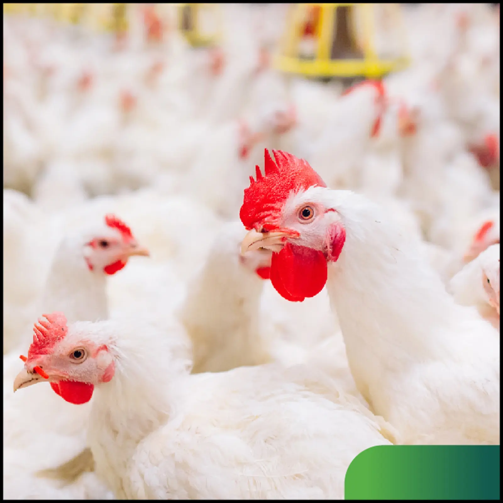 MAXIMUS Poultry Management Software | Fully Harness Your Data