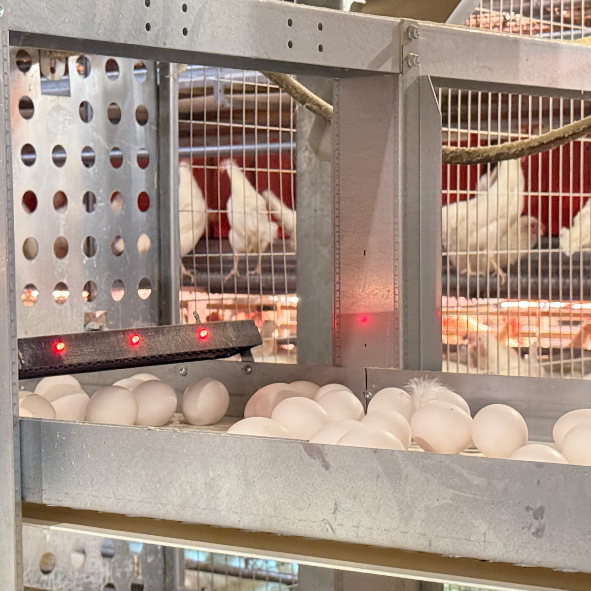 Infrared Egg Counter – IR3e IR48 – Use of an egg counter installed above the conveyor in a poultry house.