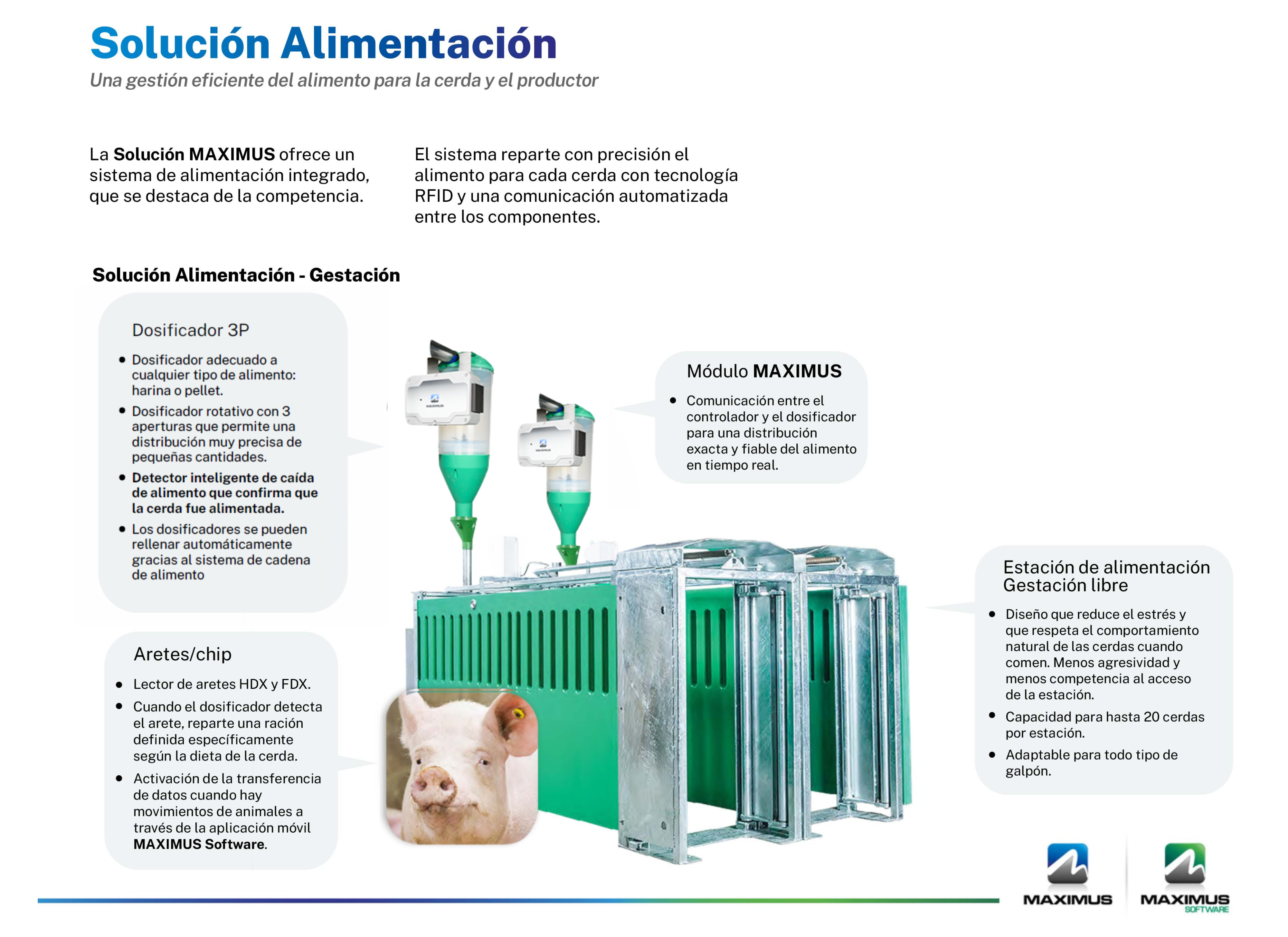 MAXIMUS Gestión de la alimentación | Gestación grupal de cerdas (ESF)