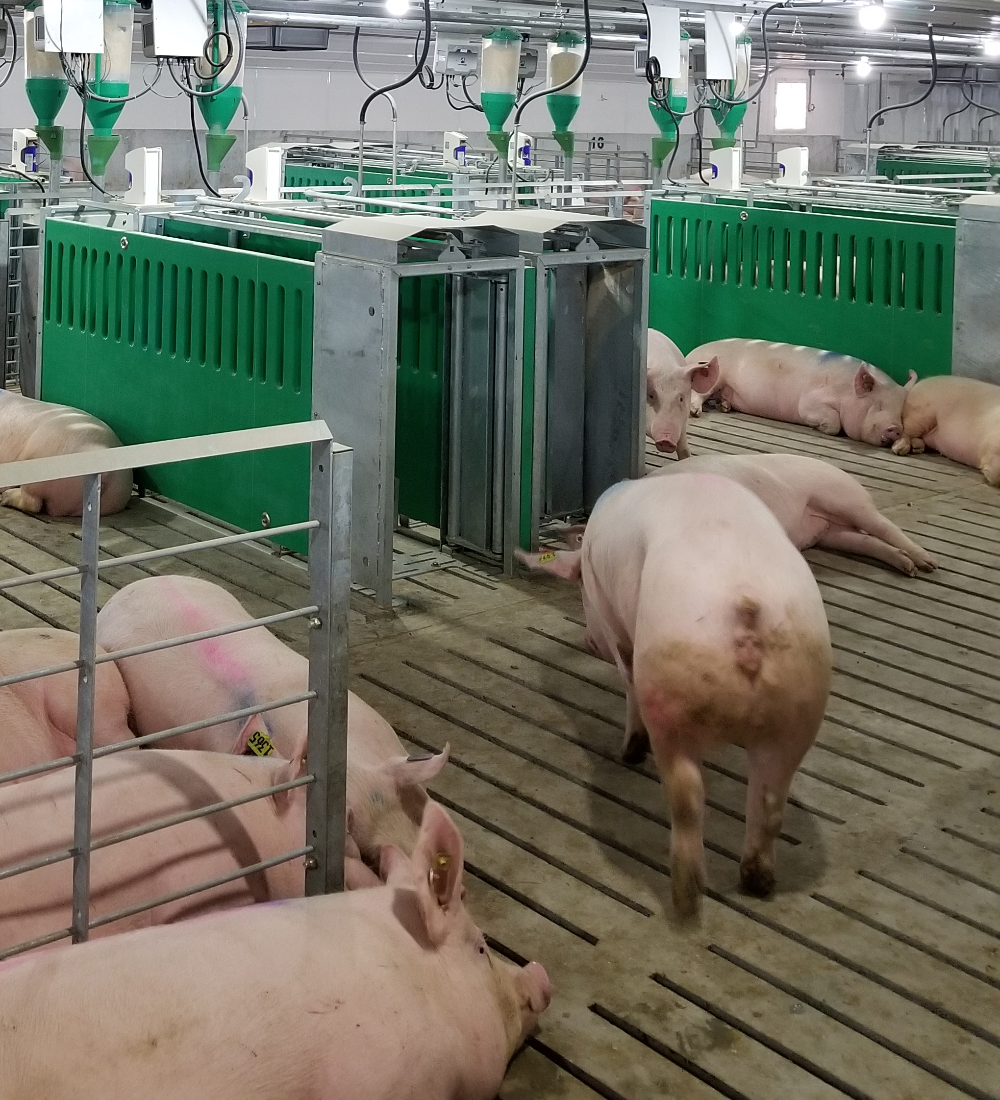 Sistema de gestión para cerdos - Gestión de la alimentación | Gestación grupal de cerdas (ESF)