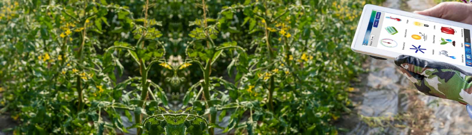 Greenhouse Climate Controller - MAXIMUS Solution