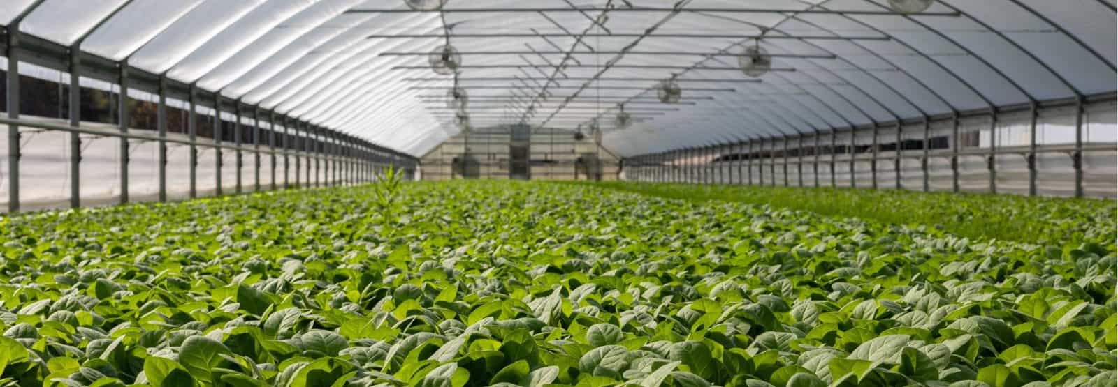 Greenhouse Automation - MAXIMUS solution