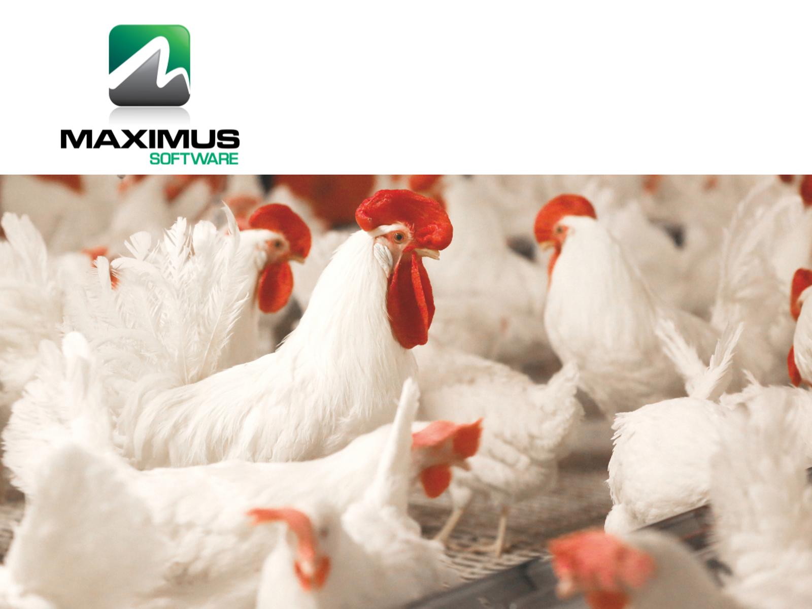 MAXIMUS Software, el software de gestión avícola