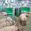 Swine Management System  - MAXIMUS ESF Group Housing