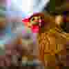 poultry.png
