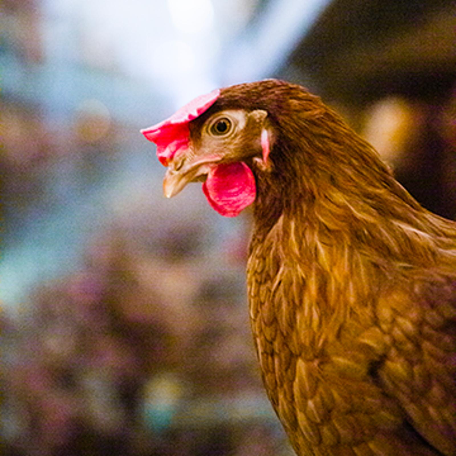 poultry.png