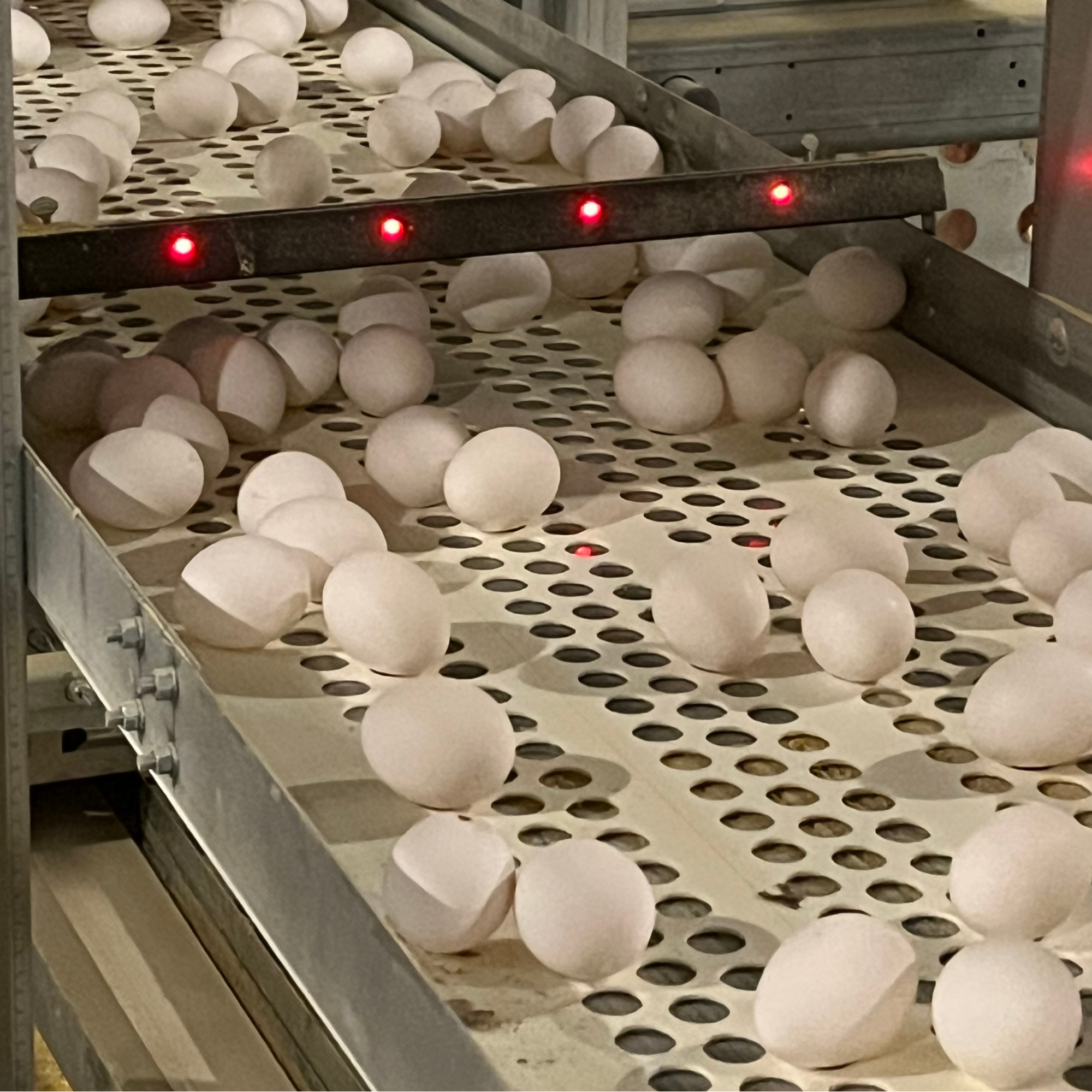Infrared Egg Counter- IR3e-IR48_house1.png