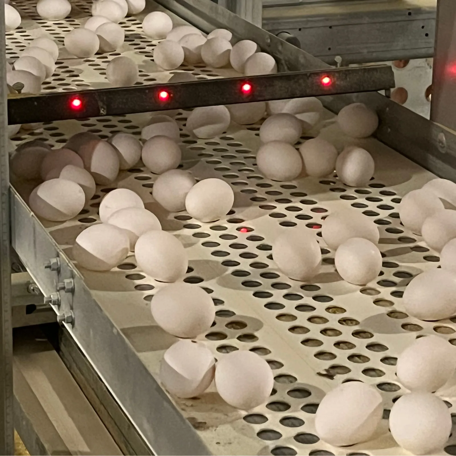 Compteur d'œufs infrarouge – IR3e IR48 - Dispositif de comptage d’œufs placé dans un poulailler pour suivre automatiquement la collecte.