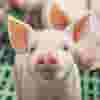 hog.png