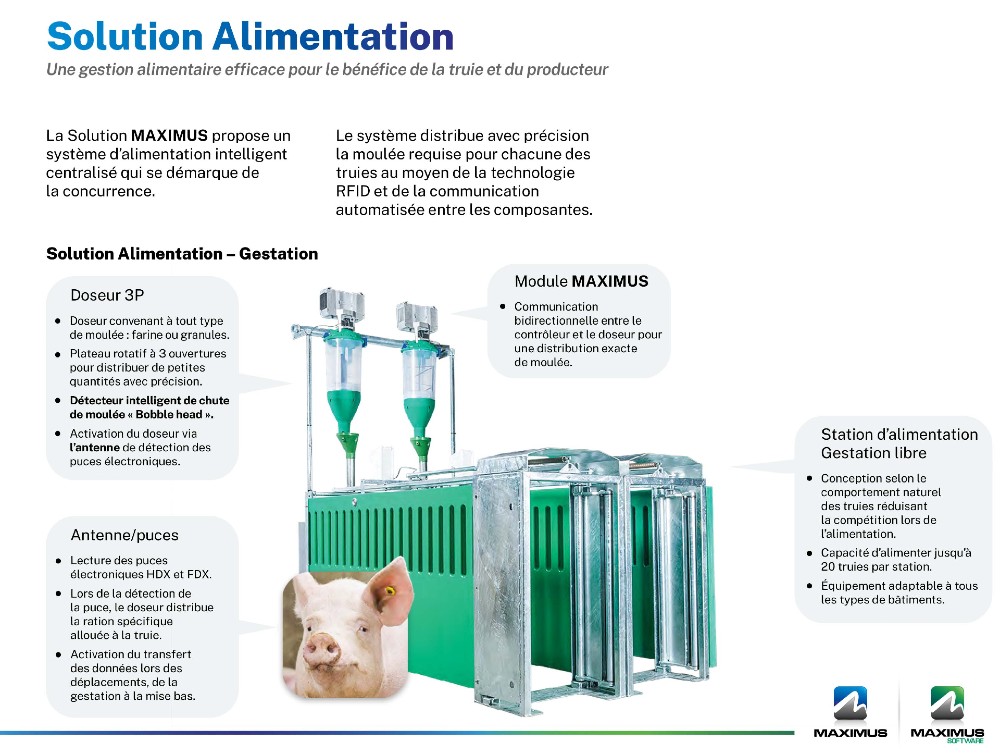 Système de contrôle porcin - MAXIMUS Station d'alimentation pour truies en gestation libre