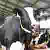 dairy.png