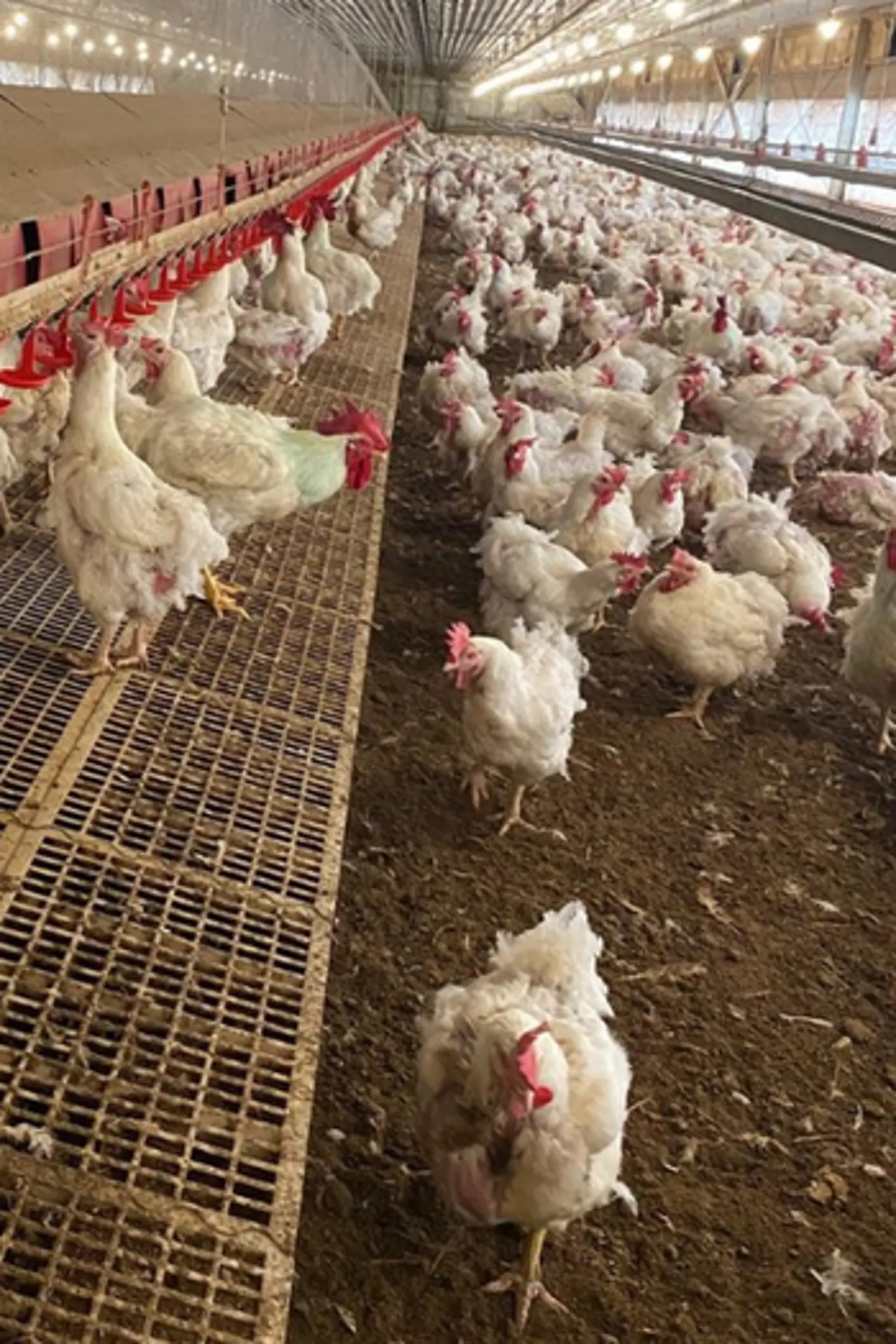 Pollos en nave avícola con equipos automatizados controlados por el sistema MAXIMUS P-Series.