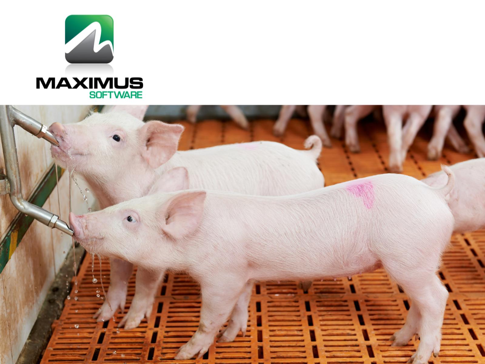 MAXIMUS Software, el software de gestión porcina