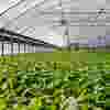 hom-ho3-solution-greenhouse.png