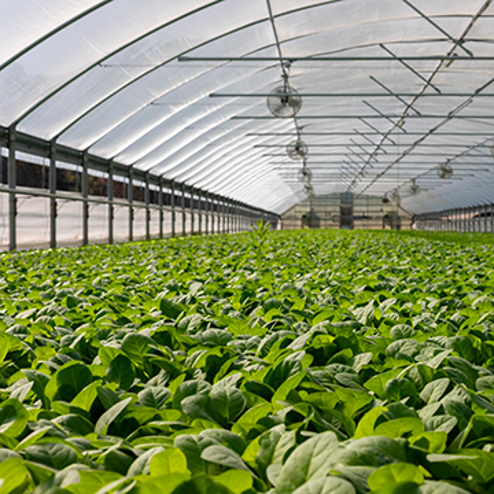 hom-ho3-solution-greenhouse.png