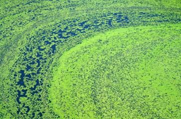 algae bloom