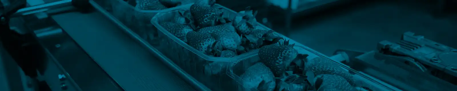 Food packing strawberries - Rotary Vane Vacuum Pumps banner