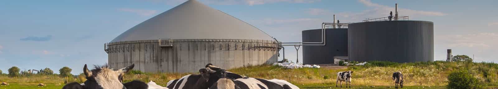 RNG Feedstock cow banner.jpg