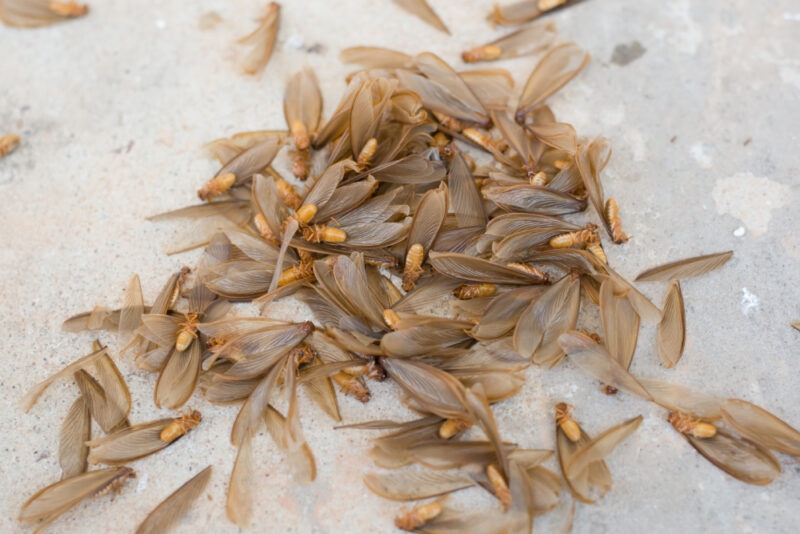 Blog-Termite-Damage_Wings-800x534.jpg