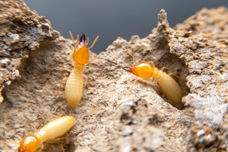 Blog-Termite-Damage_Close-800x534.jpg