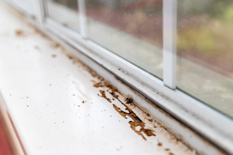 Blog-Termite-Damage_Window-Sill-800x534.jpg