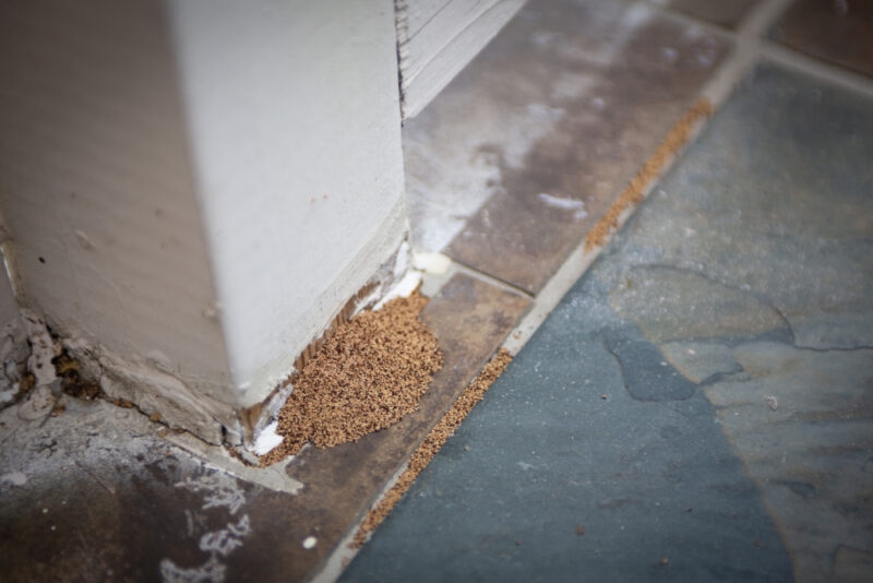 Blog-Termite-Damage_Droppings-800x534.jpg