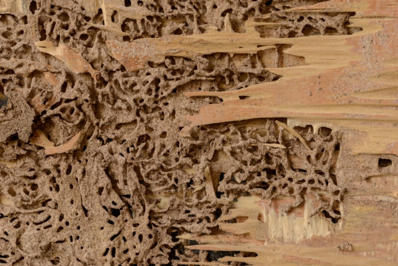 Blog-Termite-Damage_Wood-800x534.jpg