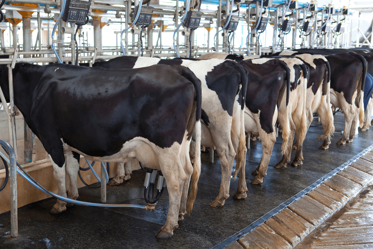 industries-dairy-DV-Systems.png