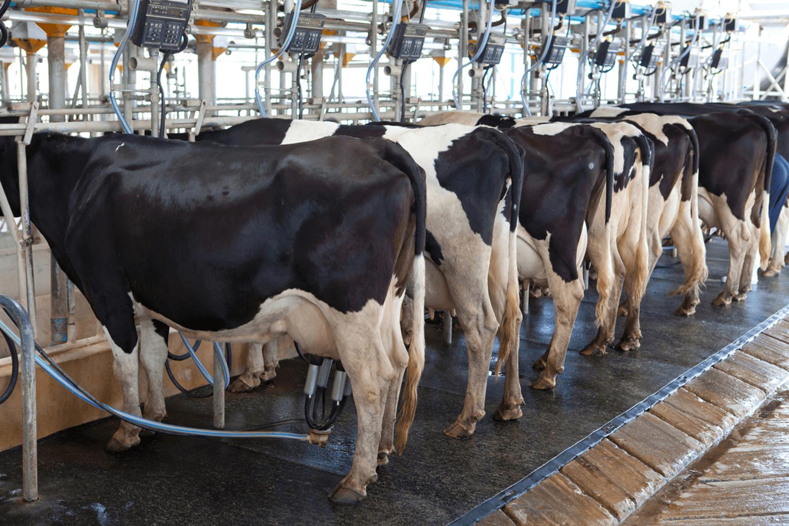 industries-dairy-DV-Systems.png