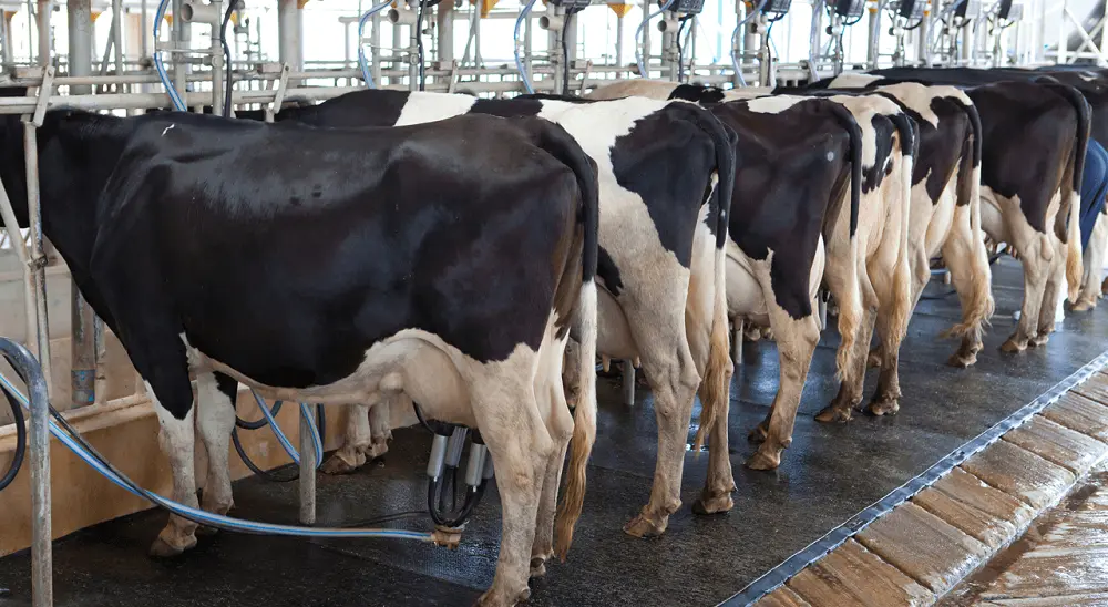 industries-dairy.png