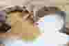 sugar-600x400.png